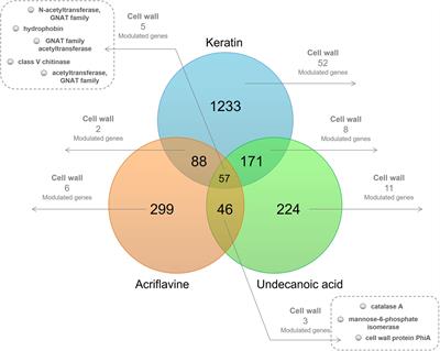 Global Analysis of Cell Wall Genes Revealed Putative Virulence Factors in the Dermatophyte Trichophyton rubrum